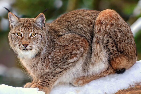 Grande gatto selvatico seduto sulla neve