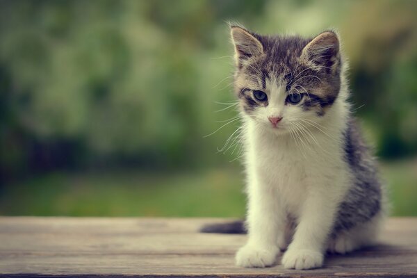 Chaton bébé gris et blanc sur fond vert