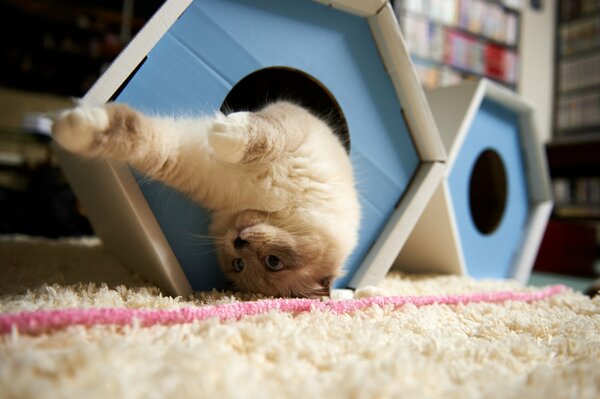 The gray kitten playfully fell out of the cat house upside down