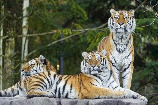 Три красивых амурских тигра