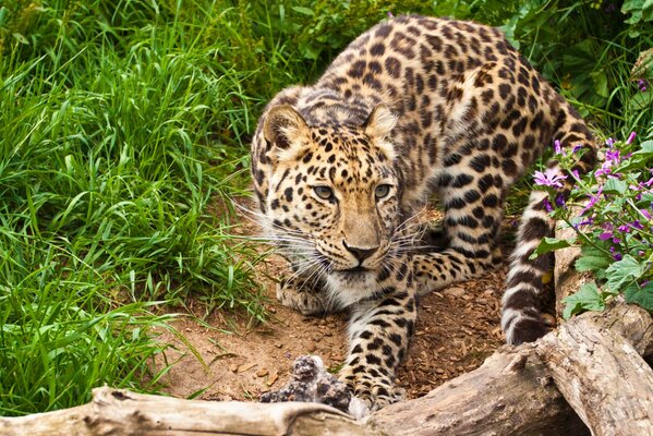 A leopard is sneaking in the grass and in front of him is a snag