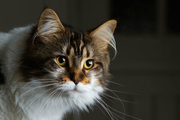 Katzenauge auf dunklem Hintergrund