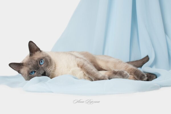Gato siamés con ojos azules