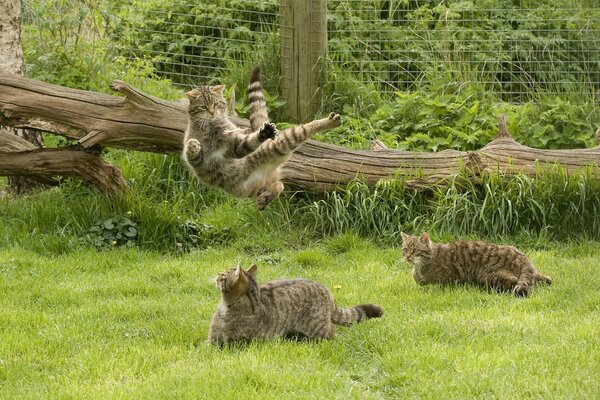 Famiglia di gatti selvatici scozzesi che giocano nell erba