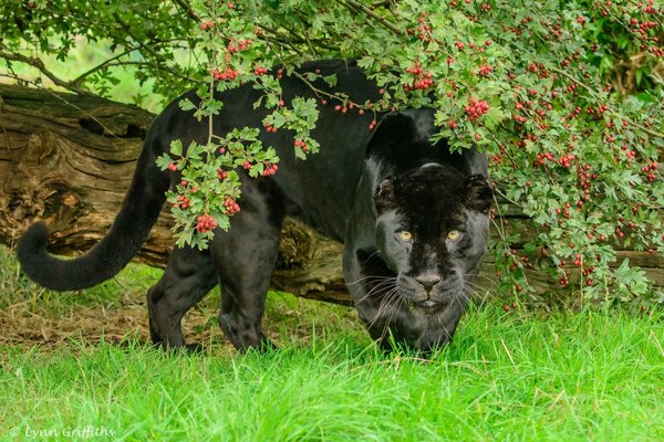 Schwarzer Panther im Sommer im Zoo