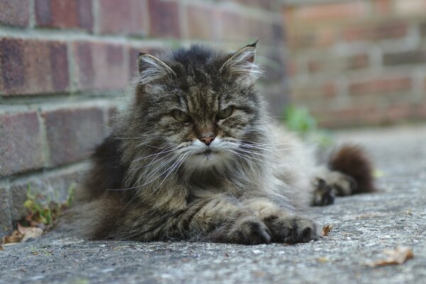 A grey cat with an angry look on the street