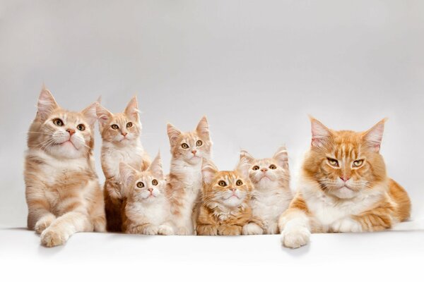 A family of Maine Coon cats