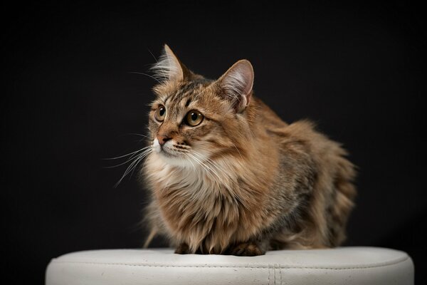 Long-haired red-gray fluffy purr on a gray chair