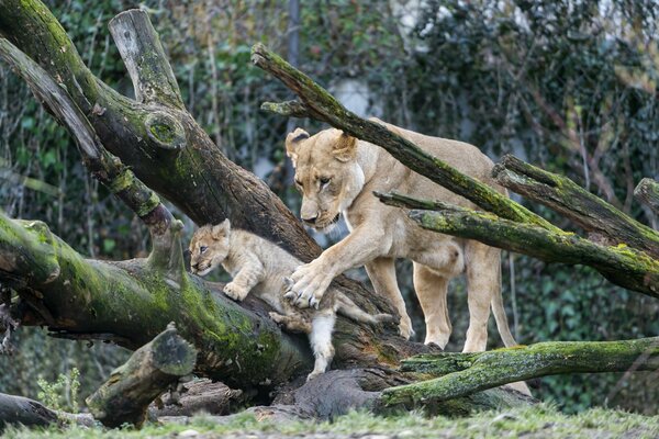 Madre Leonessa assicura un cucciolo di leone che si arrampica su un albero