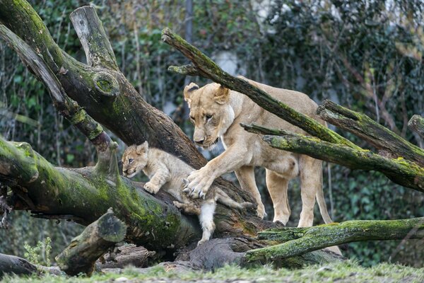 Matka lwica ubezpiecza lwiątko wspinające się na drzewo
