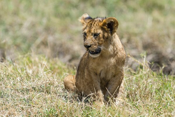 A lonely lion with a cute face