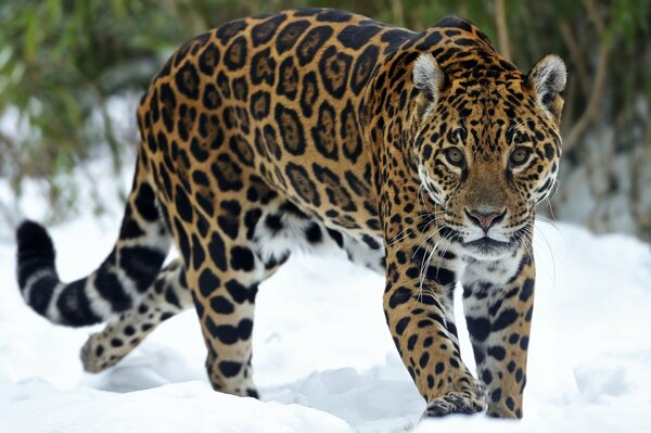 Jaguar manchado en la nieve