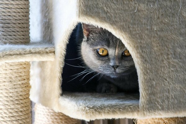 Un regard de chat. Lumière tombant sur le museau