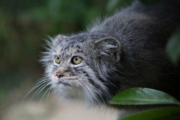 Manul, drapieżne spojrzenie manula