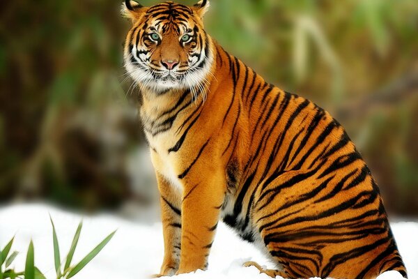 Depredador, tigre en la nieve, gato grande