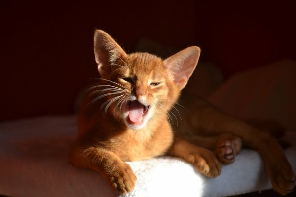 Pelirroja gatito muestra la lengua