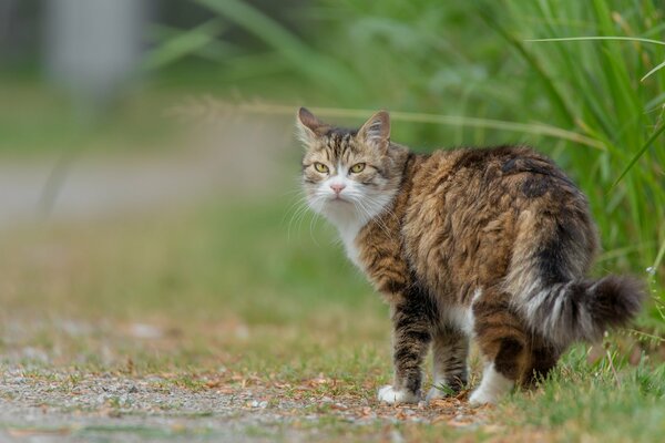 A fluffy cat is walking along the trail