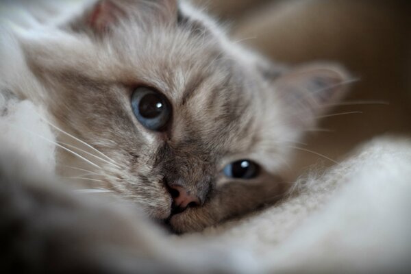 Die Katze mit den blauen Augen hat sich getäuscht