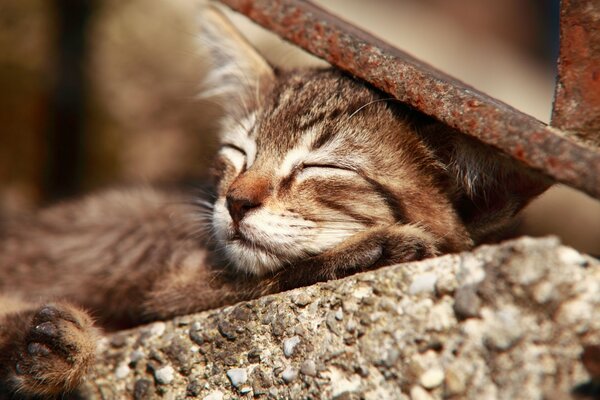 Sweetly sleeping cat in the air