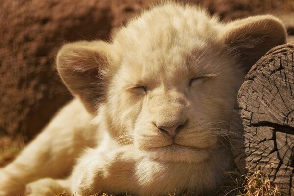 Pequeño León durmiendo en un tronco