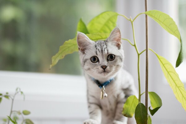 A small kitten near a flower