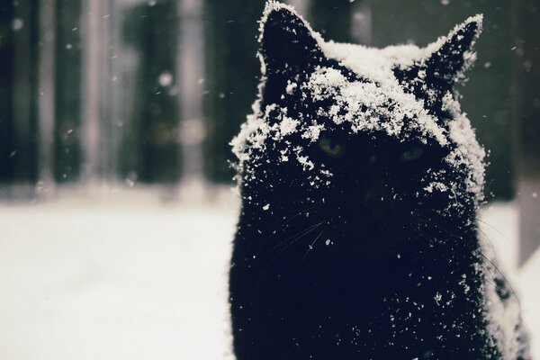 A black sullen cat in the snow