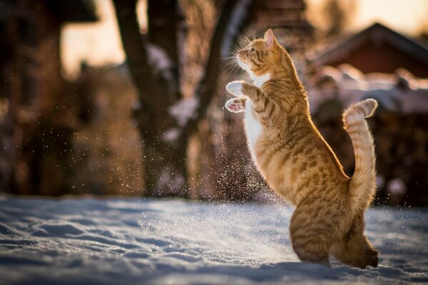 Schluchzend-eine weiß gestreifte Katze geht auf den Hinterbeinen durch den Schnee