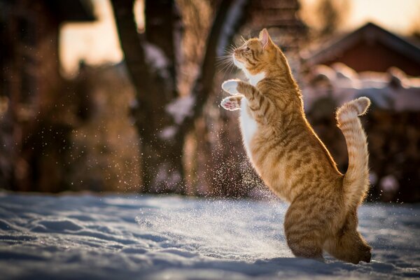 Рыде-белый полосатый кот идет по снегу на задних ногах