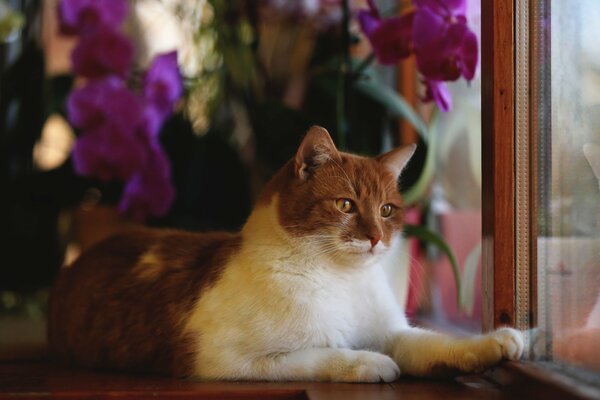 A red-haired cat looks out the window