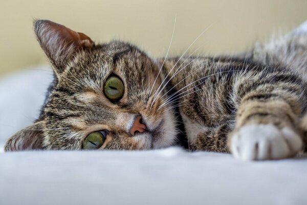 A gray cat with green eyes is resting