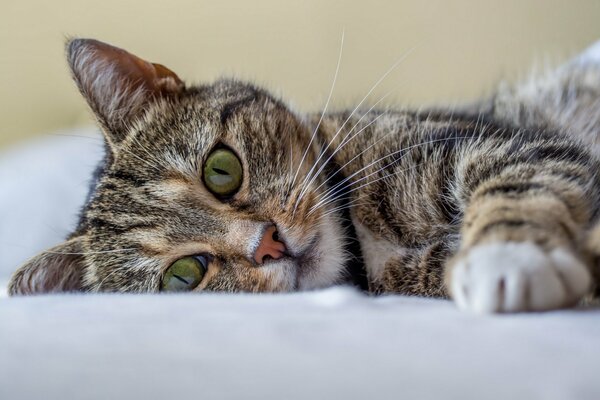 Un gato gris con ojos verdes descansa