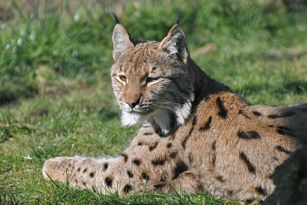 Räuberischer Luchs ruht auf grünem Gras