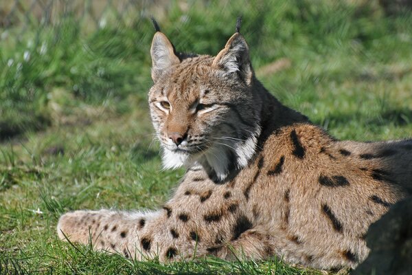 Le Lynx prédateur repose sur l herbe verte