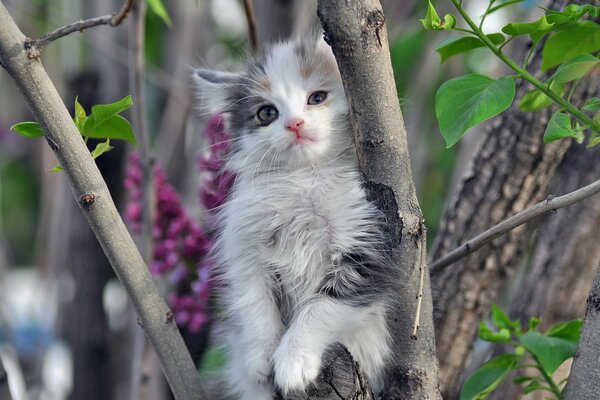 Gattino carino seduto su un albero