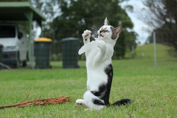 Gatto che gioca con la piuma sul prato