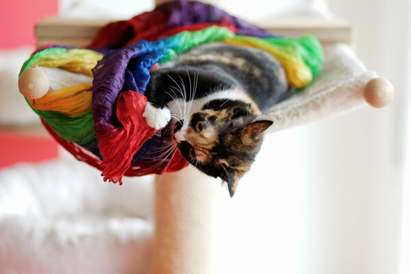 Кошка играет с ярким шарфом