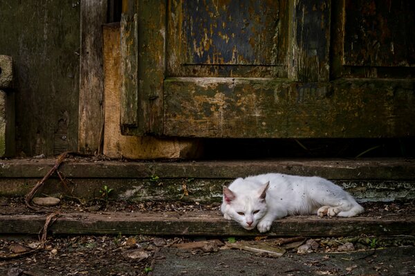 A white cat is resting on the doorstep