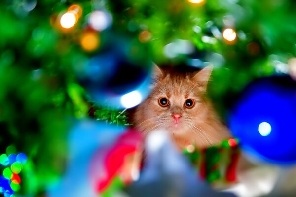 Regard de chat sur les jouets. Éblouissement de la lumière