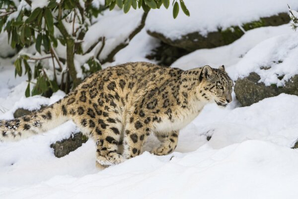 Irbis corre en la nieve entre las rocas