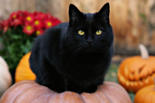 Halloween está cerca. Gato negro