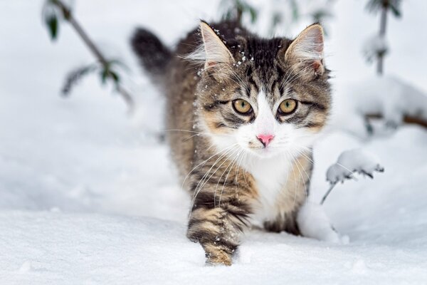 Fluffy muzzle with a charming look