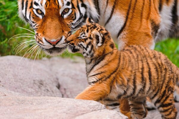 Tigress and tiger cub go together