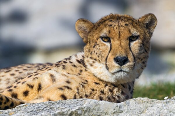 Le guépard se repose. L œil du prédateur