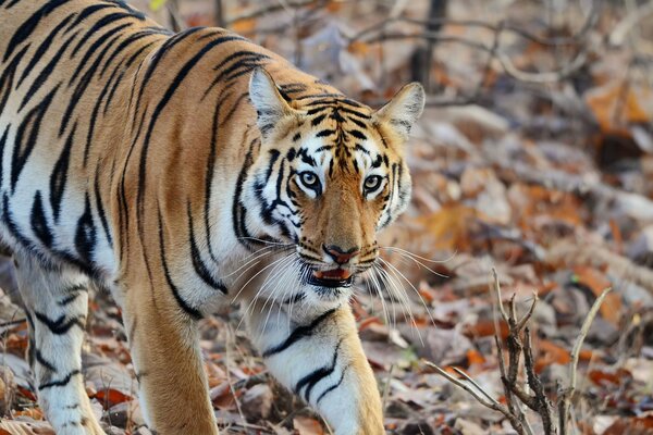 The tiger was afraid of large prey