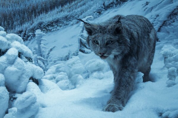 Leopardo che cammina sulla neve in montagna