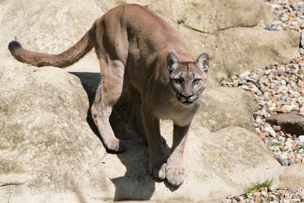 Cougar prédateur se tient sur les rochers