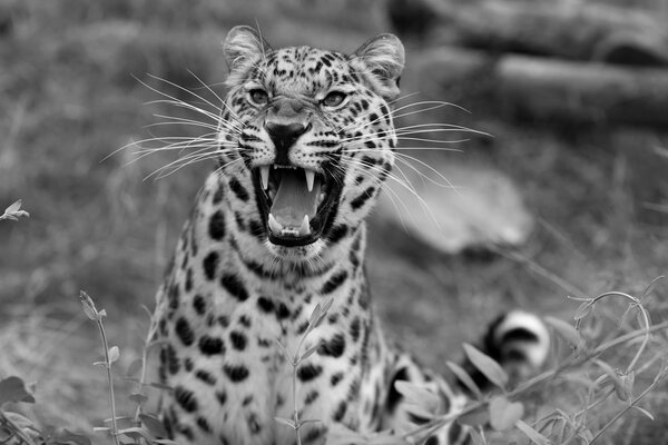 Leopardo salvaje muestra su sonrisa