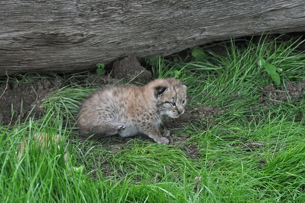 El lince se escondió detrás de un gran tronco