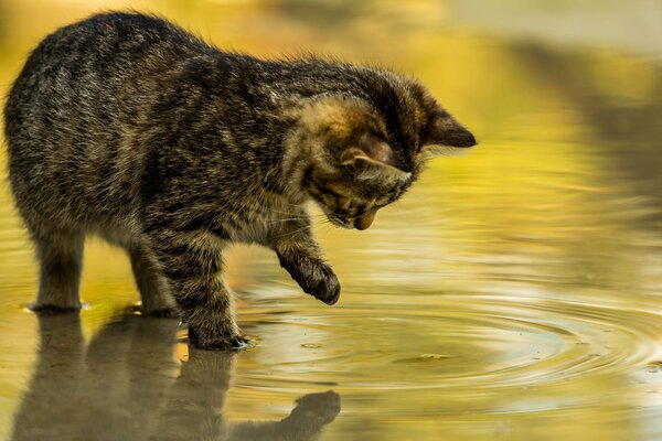 A kitten plays with a reflection in the water