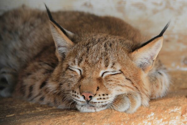 The lynx fell asleep on its paws